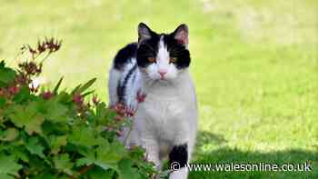 Stop cats pooing in your garden with 1 natural item everyone throws away