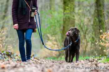 Hundesteuer: Wie Reichenbach Steuersündern auf die Schliche kommen will