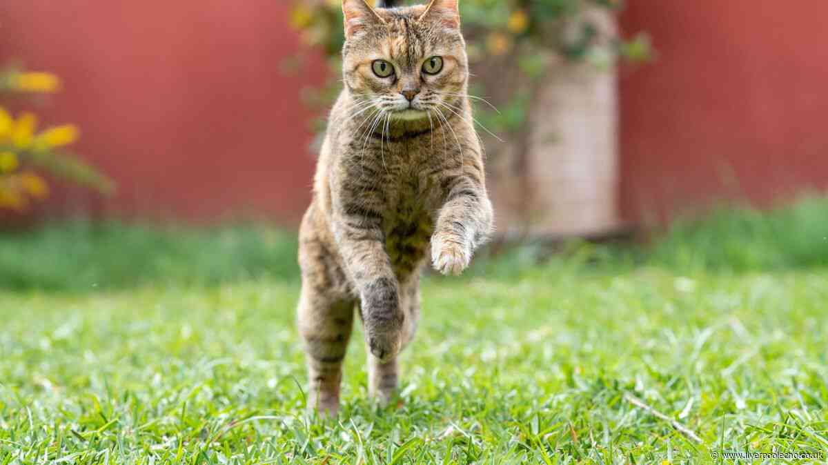 Cats will run a mile from your garden if they see 1 household item on the ground
