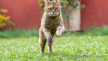 Cats will run a mile from your garden if they see 1 household item on the ground
