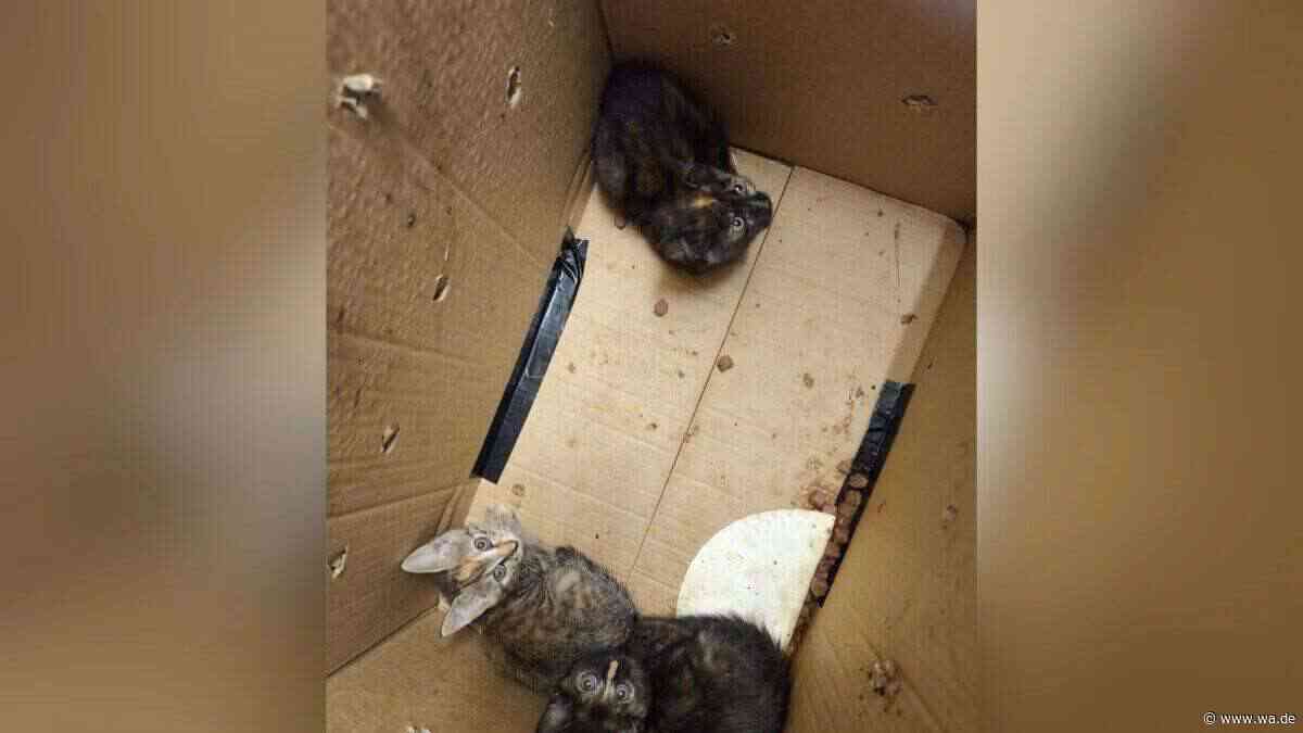 „Tierfreund“ setzt Kitten aus: Als er Tierheim-Mitarbeiterin sieht, rennt er einfach weg