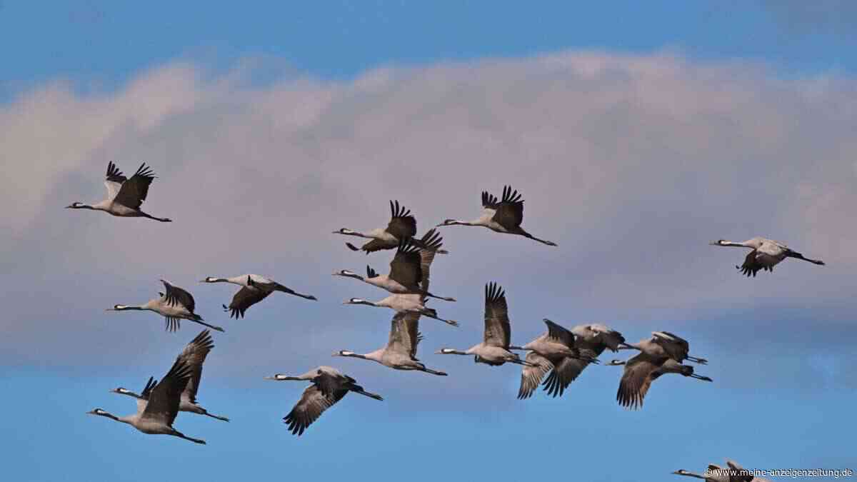 Nach Vogelgrippe: Tausende Kraniche füllen Rastplätze