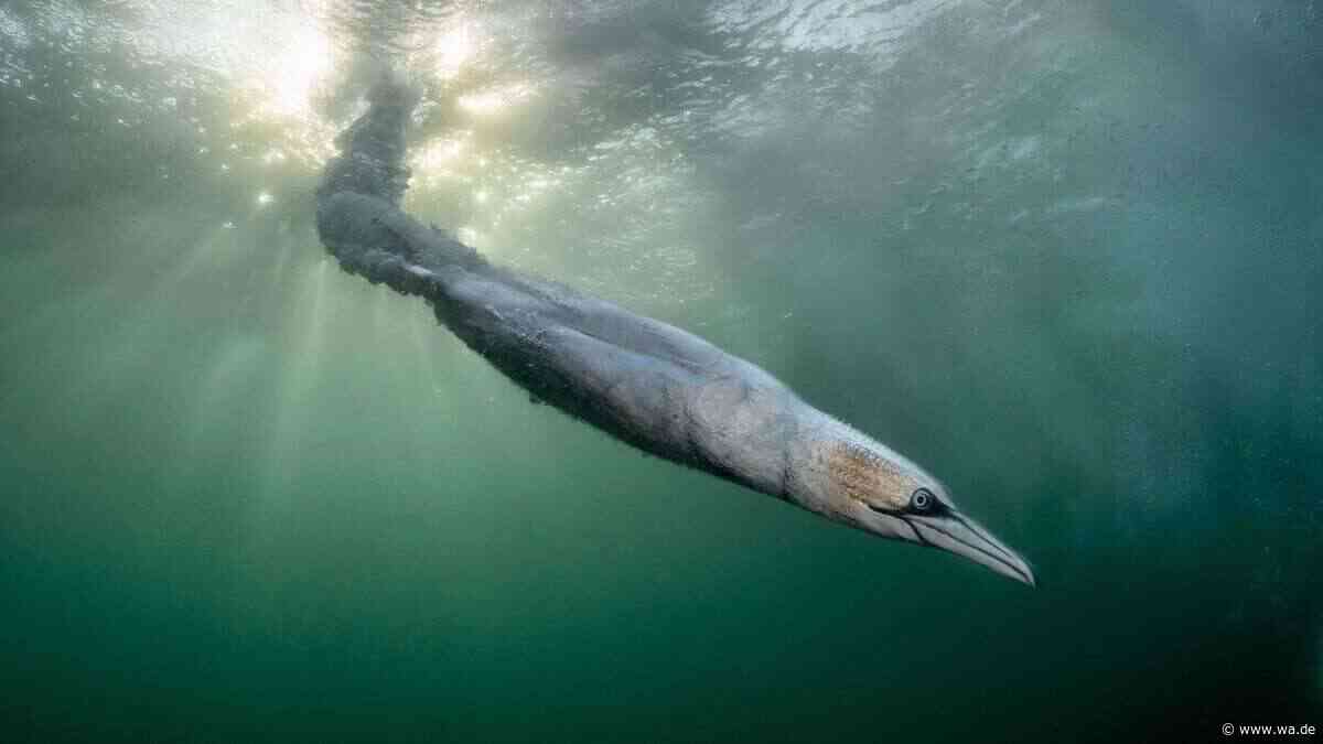 Basstölpel im Sturzflug: Das weltweit beste Vogelfoto 2026 raubt den Atem