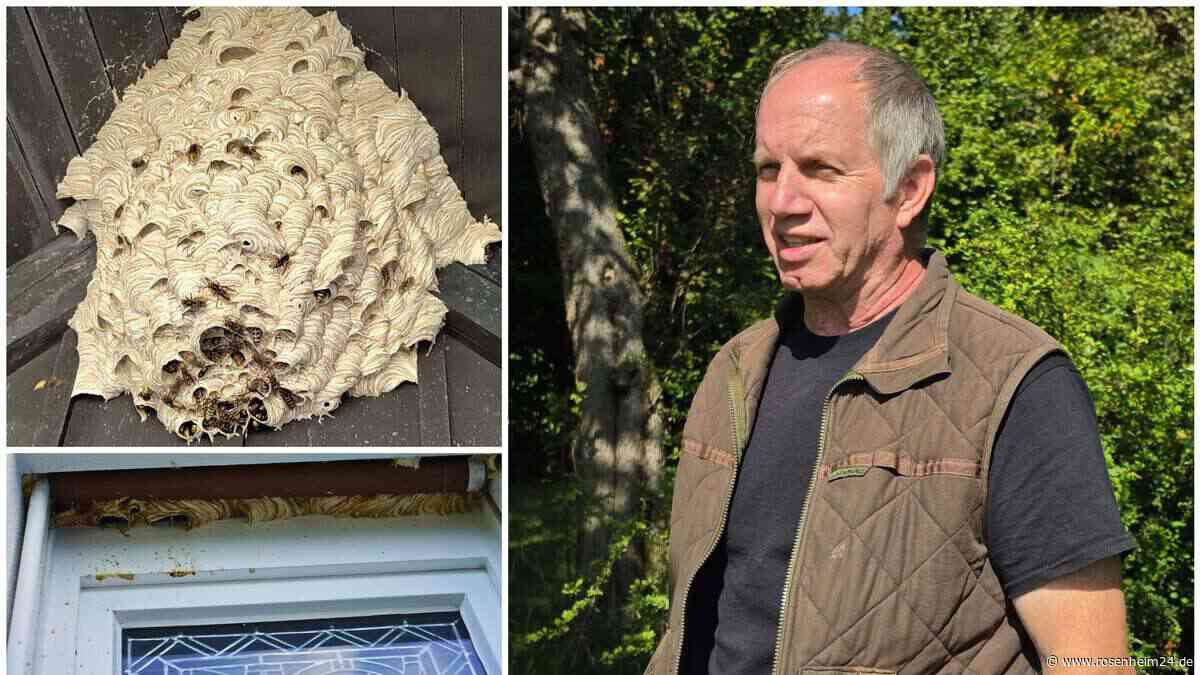 Hornissen am Haus? Was ein Experte aus der Region bei großen Nestern rät