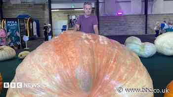Giant veg records smashed despite 'bonkers' summer