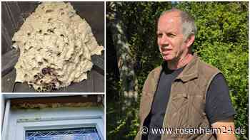Hornissen am Haus? Was ein Experte aus der Region bei großen Nestern rät