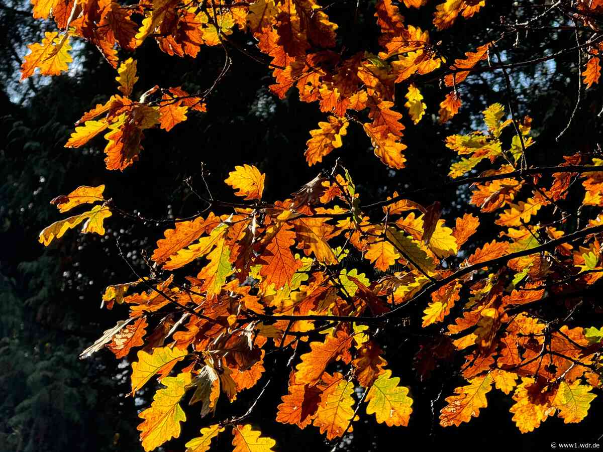 Wandern im Herbst: zehn schöne Wanderwege in NRW