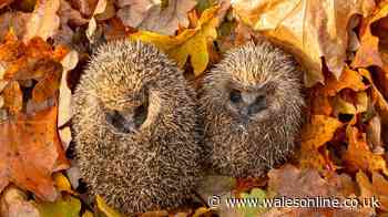 Gardeners urged to leave life-saving item in gardens for baby hedgehogs this autumn