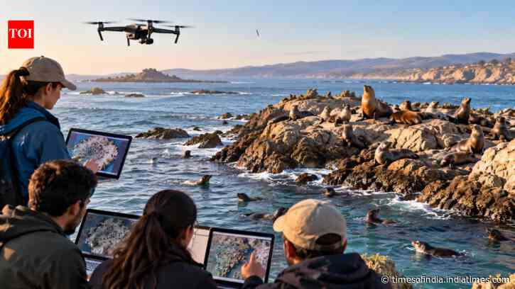 In 2019, 1,500 volunteers counted California seals and sea lions from drone images for accuracy
