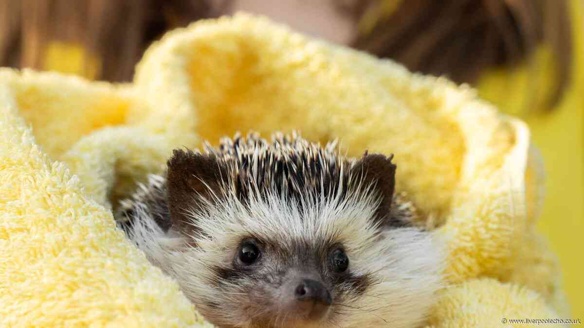 Gardeners can save baby hedgehogs this autumn by making sure they leave one thing out