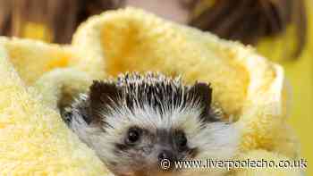 Gardeners can save baby hedgehogs this autumn by making sure they leave one thing out