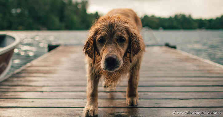 “Il mio cane muore e io scopro di soffrire più che per mia madre. Il dolore può essere devastante:” la testimonianza di Jane Alexander e il consulto (sorprendente) con la pet medium