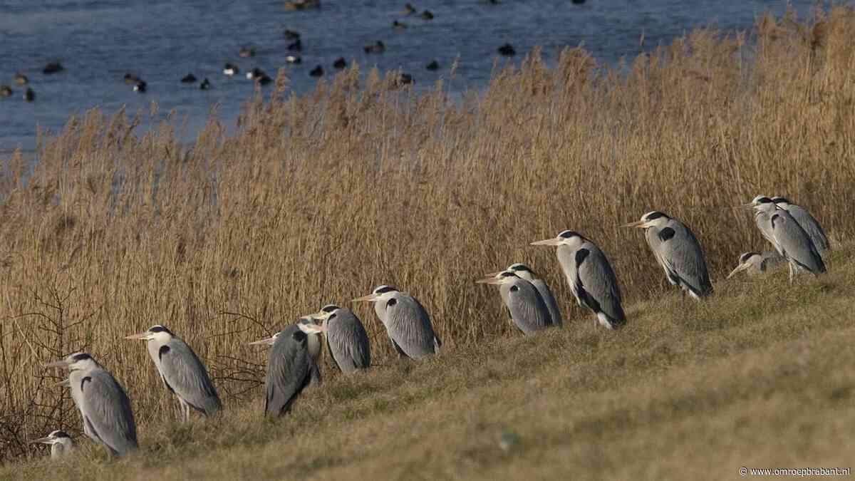 Frans weet hoe het kan dat reigers en koeien zo goed samengaan