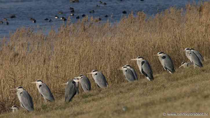 Frans weet hoe het kan dat reigers en koeien zo goed samengaan
