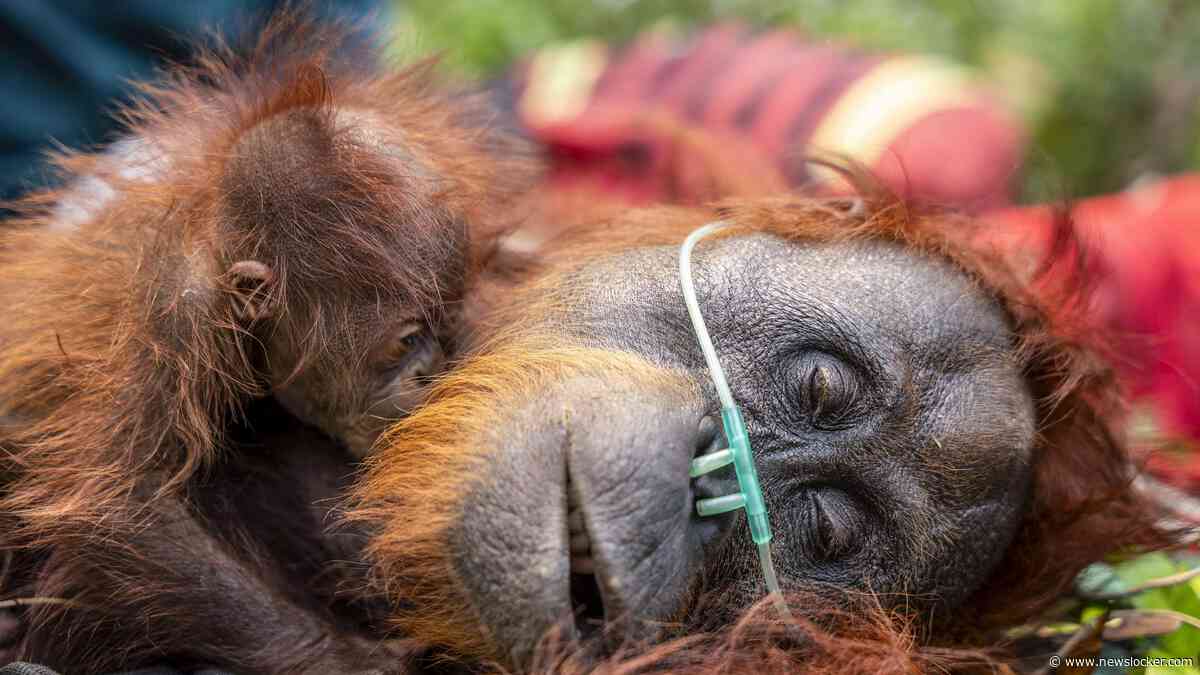 Vuurzee op Borneo bedreigt leefgebied van orang-oetans