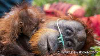 Vuurzee op Borneo bedreigt leefgebied van orang-oetans