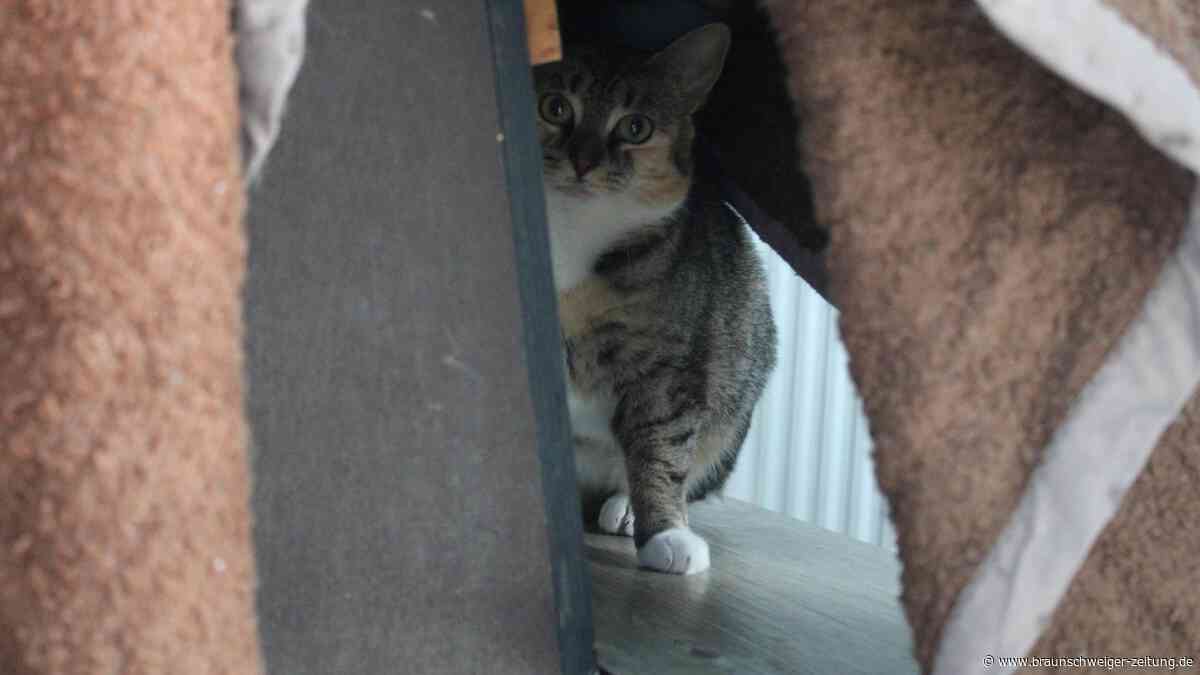 Neugierig, aber ängstlich: Akira wartet im Tierheim Braunschweig auf ihre Menschen