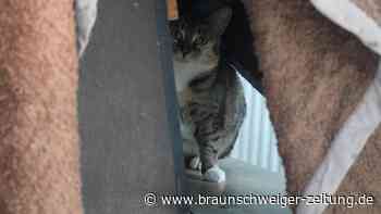 Neugierig, aber ängstlich: Akira wartet im Tierheim Braunschweig auf ihre Menschen