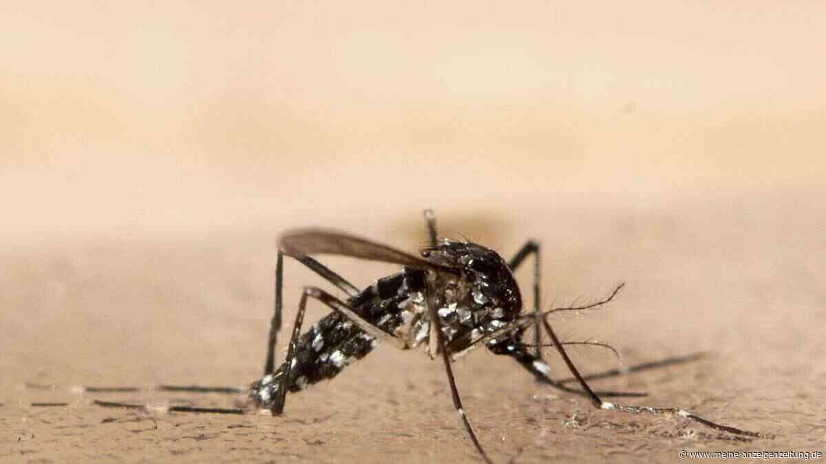 Sie stechen nicht: Was die Freisetzung von 30.000 Mücken in Lissabon bewirken soll
