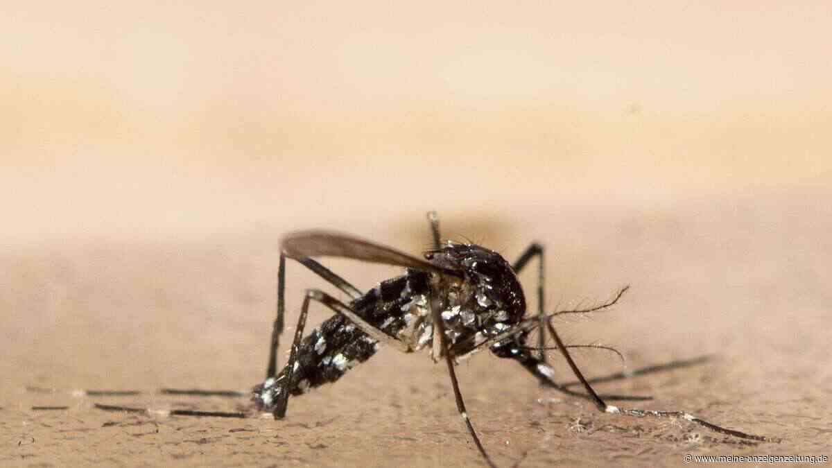 Biologische Schädlingsbekämpfung: Lissabon setzt 30.000 sterilisierte Mücken in Wohnviertel aus