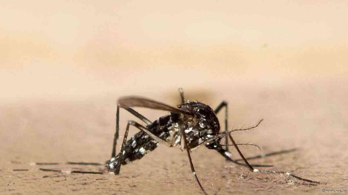 Biologische Schädlingsbekämpfung: Lissabon setzt 30.000 sterilisierte Mücken in Wohnviertel aus