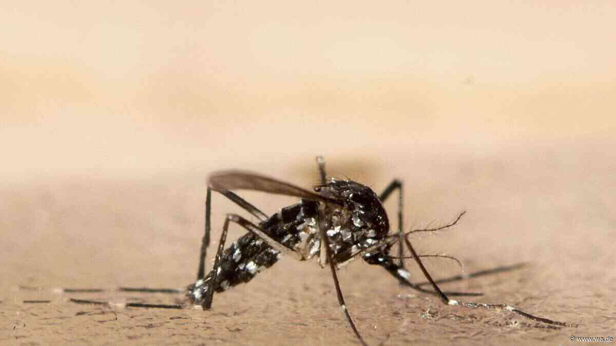 Sie stechen nicht: Was die Freisetzung von 30.000 Mücken in Lissabon bewirken soll