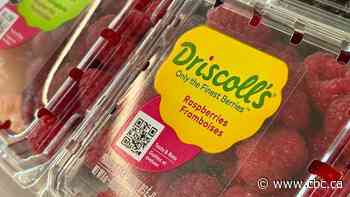 Whistleblower alleges millions of Driscoll’s berries sent to Canada with excess chemical levels