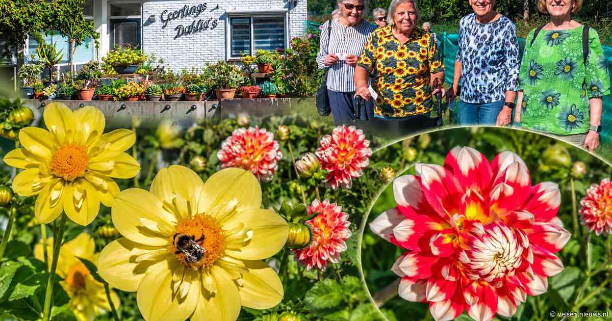 Zonnebloemen tussen de dahlia's bij Geerlings Heemstede