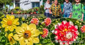 Zonnebloemen tussen de dahlia's bij Geerlings Heemstede