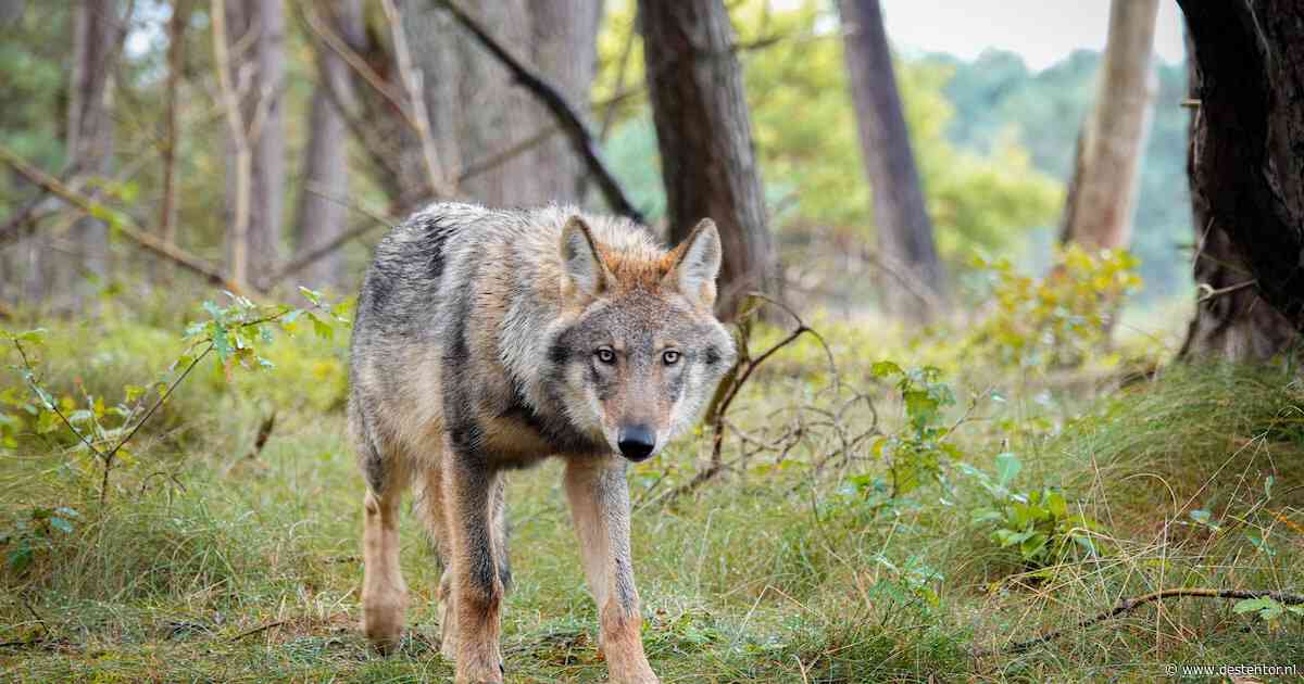 Wolf lijkt zich te vestigen in Vechtdal: dit betekent het voor veehouder, wandelaar en wild