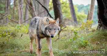 Wolf lijkt zich te vestigen in Vechtdal: dit betekent het voor veehouder, wandelaar en wild