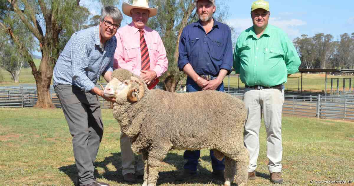 Repeat buyers bid strongly on genomically-tested Langdene sires at auction