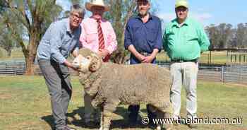 Repeat buyers bid strongly on genomically-tested Langdene sires at auction