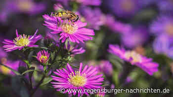 Was im Garten vor dem ersten Frost zu tun ist