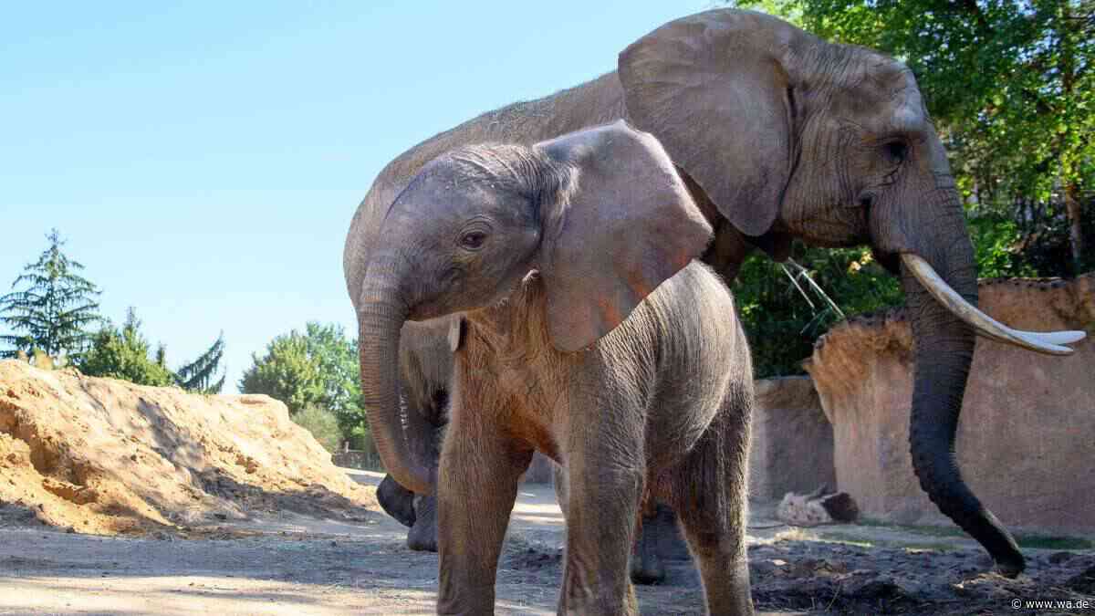 Tierische Apotheker in Kenia: Elefanten heilen Krankheiten mit 35 Pflanzenarten