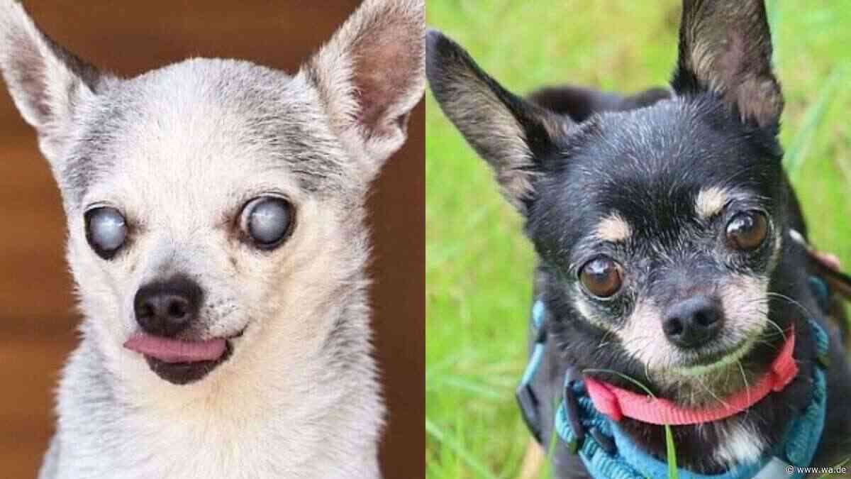 „Zwei kleine Seelen – ein großes Team“: Chihuahuas Lino und Pico, die unzertrennlichen Senioren