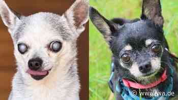 „Zwei kleine Seelen – ein großes Team“: Chihuahuas Lino und Pico, die unzertrennlichen Senioren