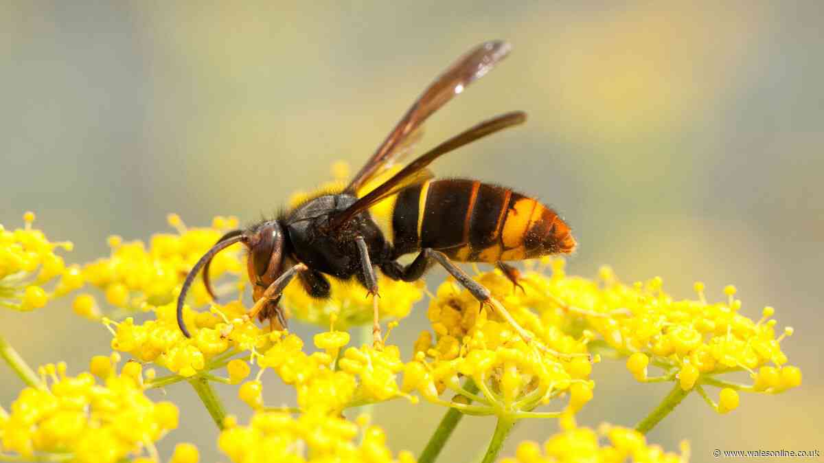 Asian hornets warning to homeowners who neglect one job