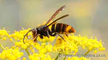 Asian hornets warning to homeowners who neglect one job