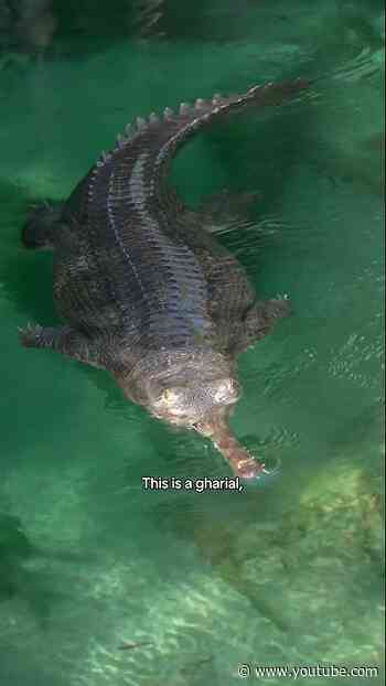 Meet the Gharial