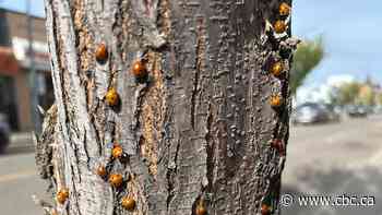 Seeing spots: Saskatchewan experiencing 'ladybug boom'