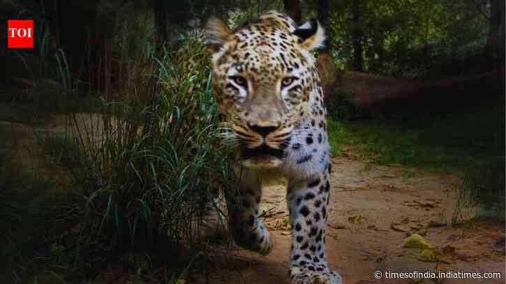 Travel Safety At Katarniaghat: Leopard attack kills 35-year-old woman in Bahraic
