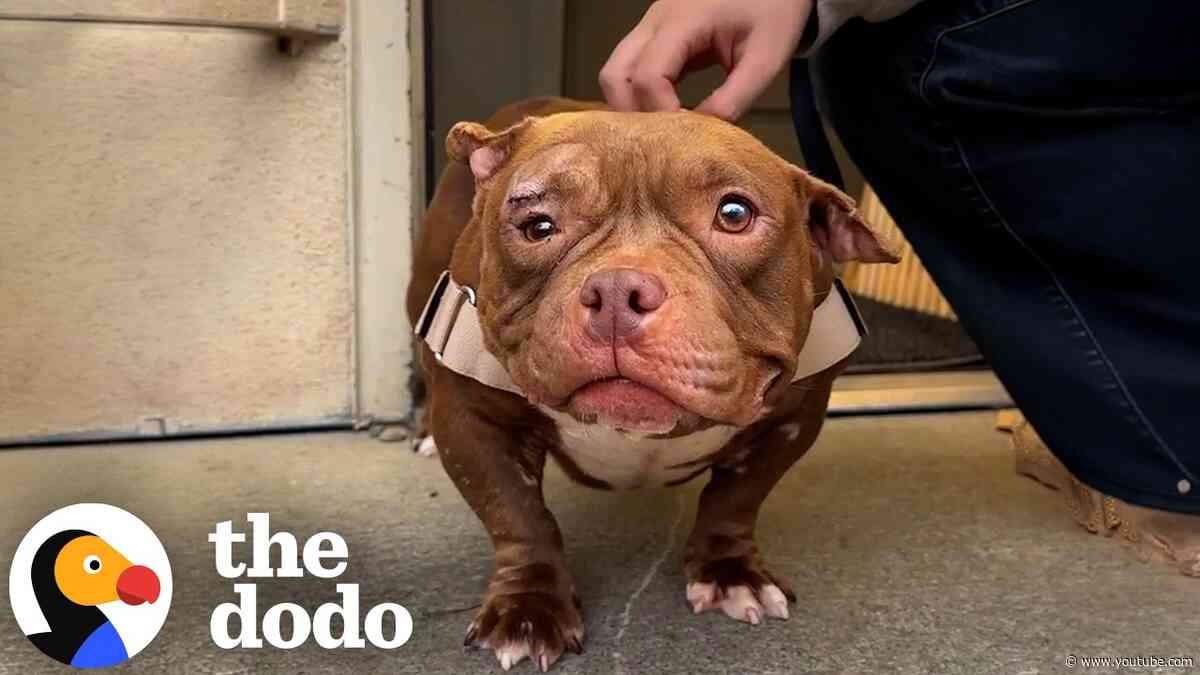 Sleepy Shelter Dog Wakes Up And Reveals Her Wild Side | The Dodo