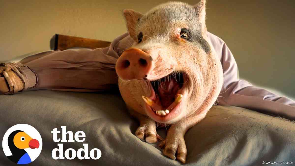Bougie Rescue Pigs Absolutely Hate Getting Muddy | The Dodo