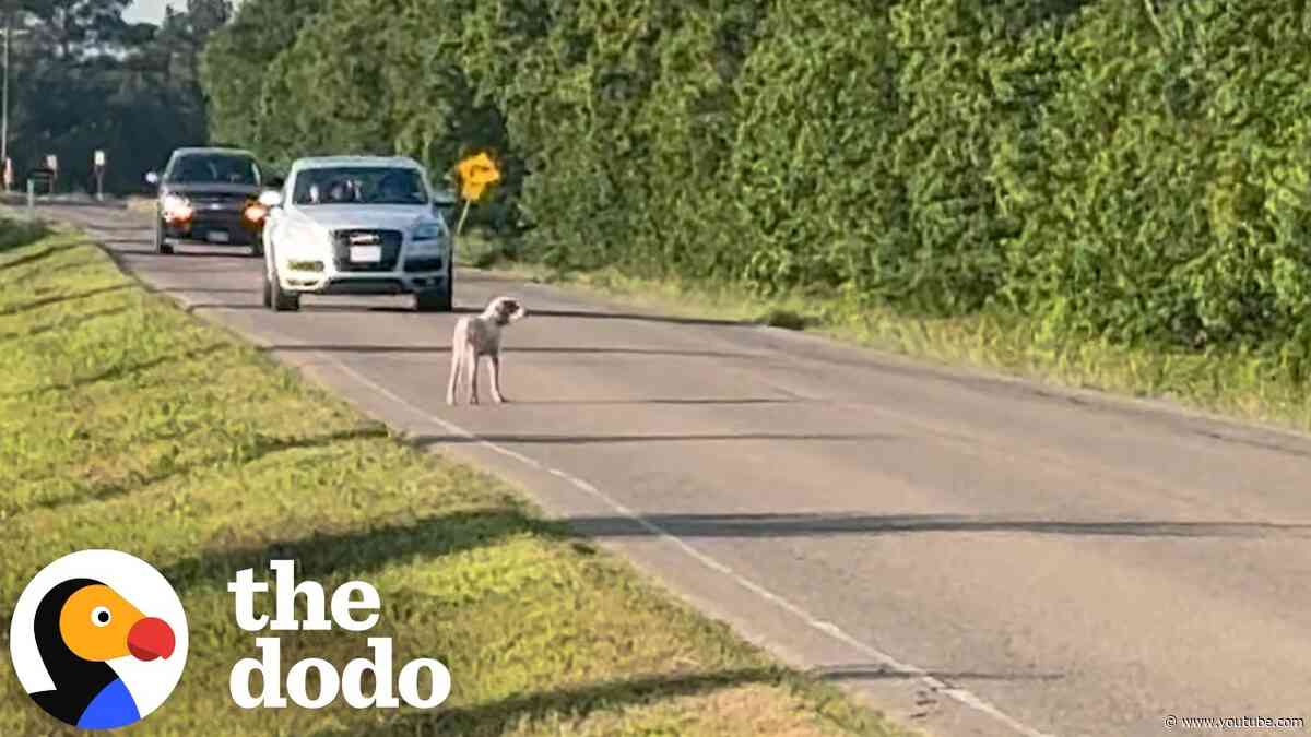 Mangy Dogs Dodging Traffic Turn Into The Fluffiest Silliest Pups | The Dodo