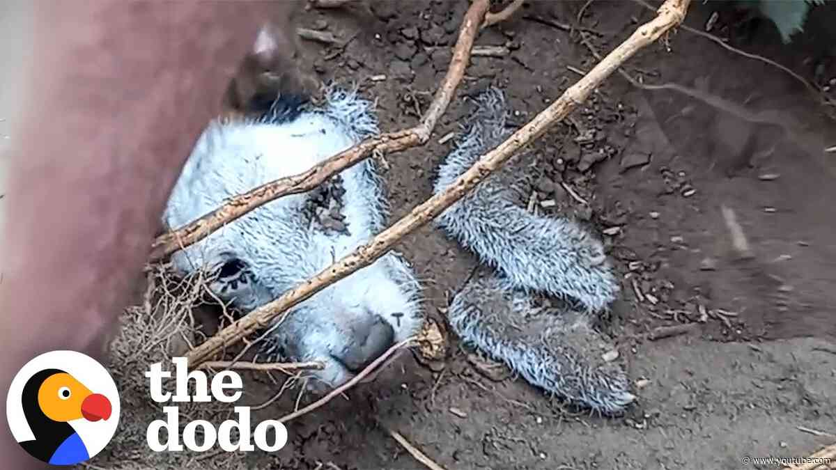 Rescuers Search For Missing Dog And Discover Her 3 Feet Underground | The Dodo