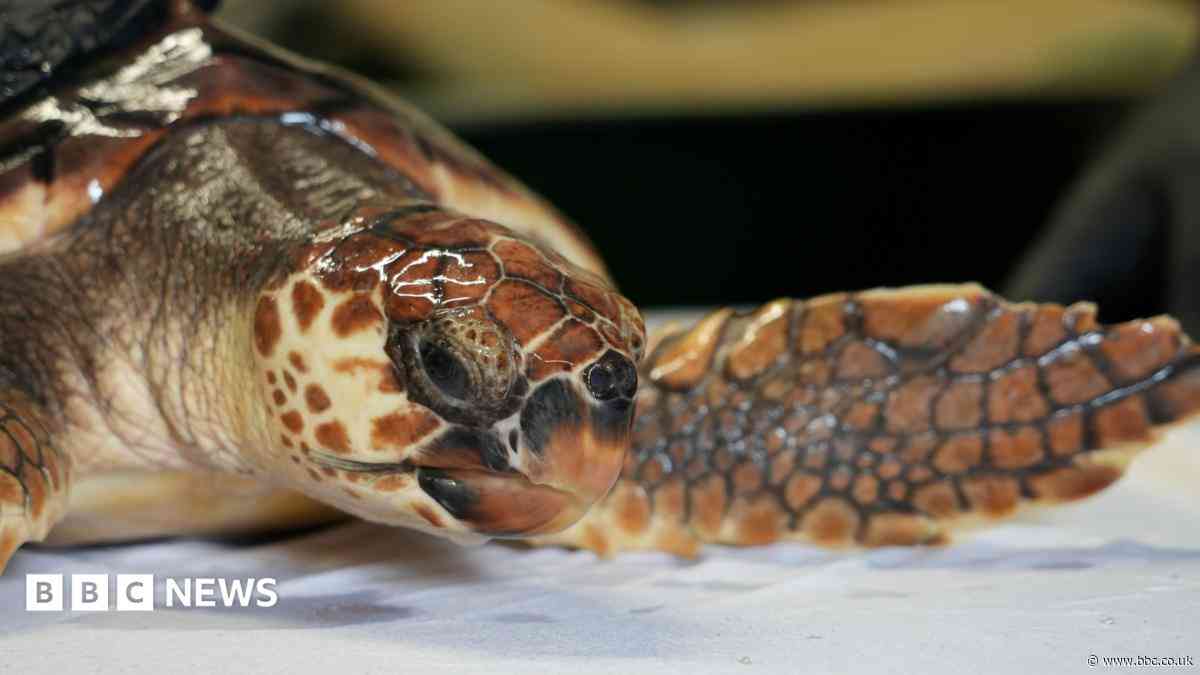 Betty the 'cold-stunned' turtle set for Azores release
