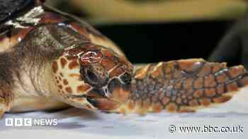 Betty the 'cold-stunned' turtle set for Azores release
