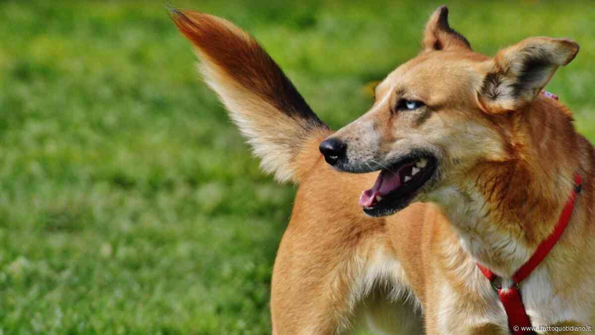 Il segreto è nelle consonanti: così i cani distinguono le parole come gli esseri umani