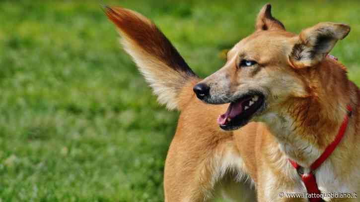 Il segreto è nelle consonanti: così i cani distinguono le parole come gli esseri umani